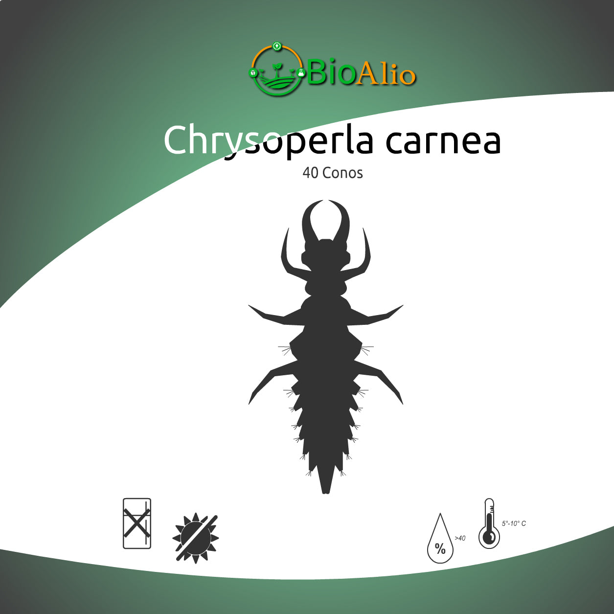 Chrysoperla carnea