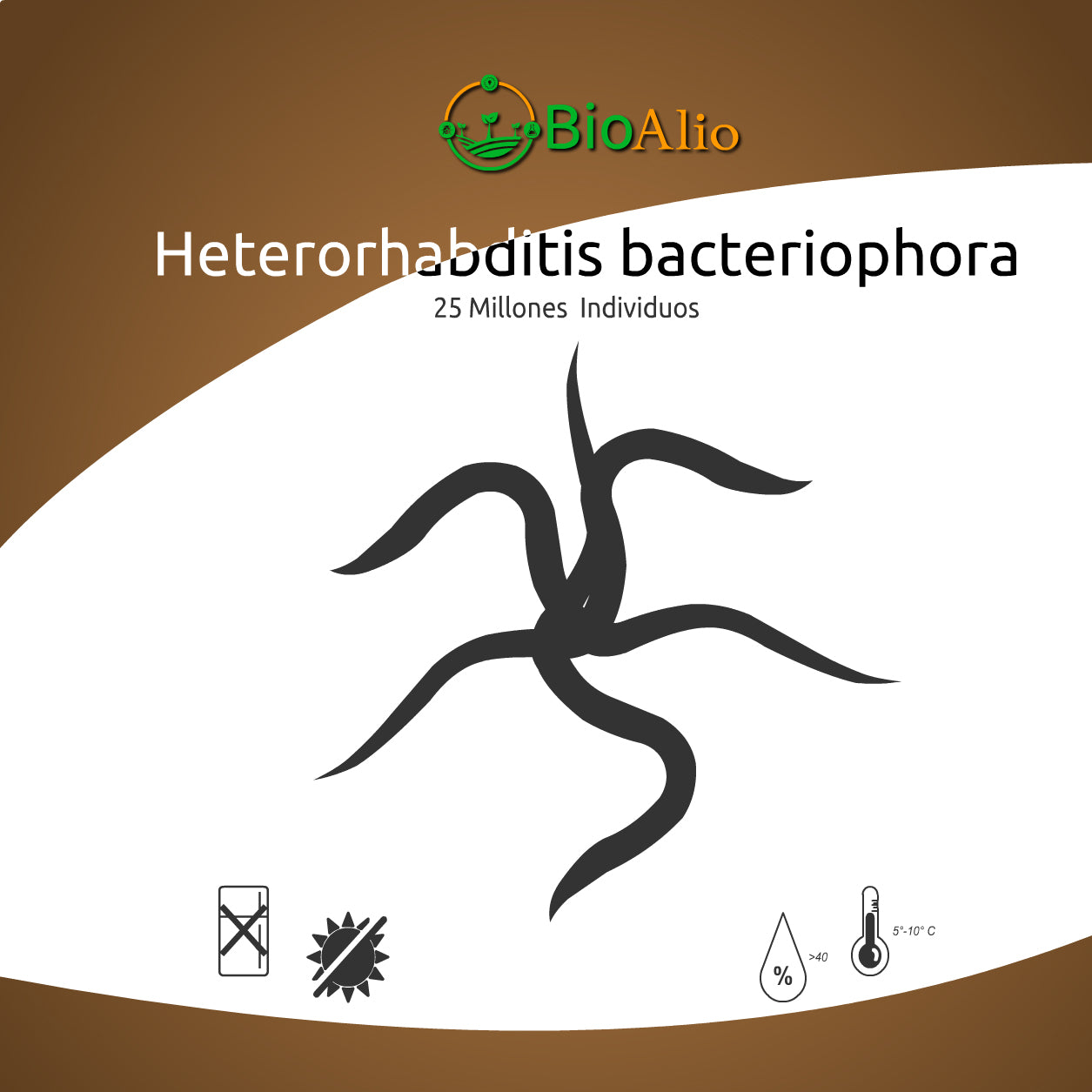 Heterorhabditis bacteriophora