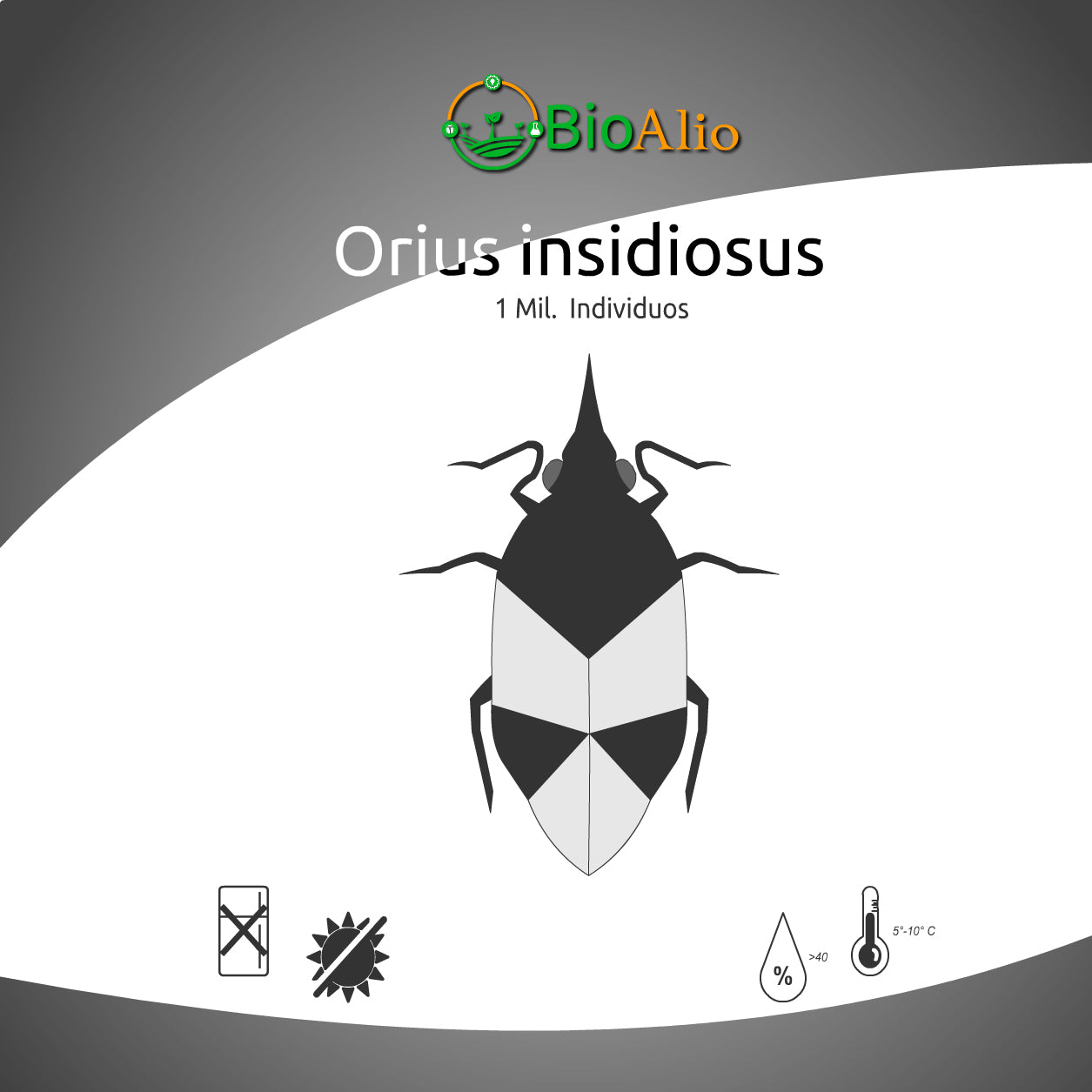 Orius Insidiosus
